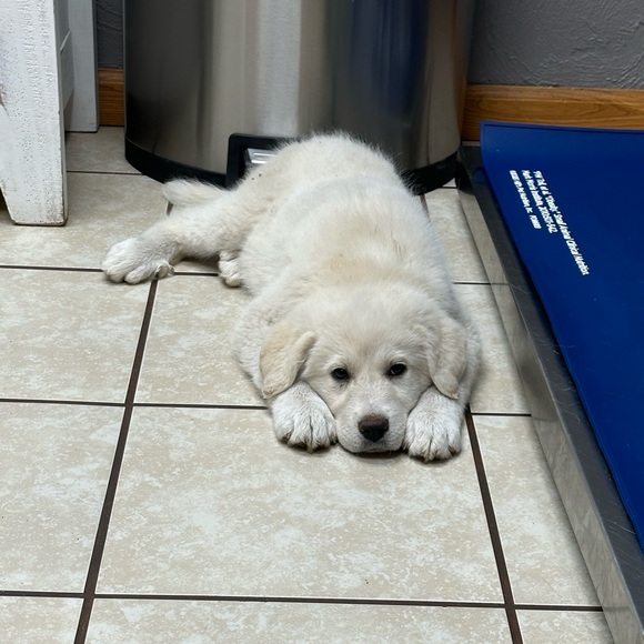 Meet your Posher, Meg - Picture 1 of 1